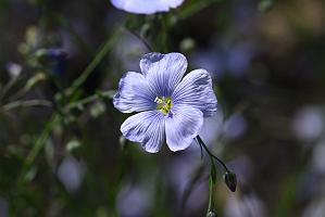 3035-05268652 Tower Hill Botanic Garden, MA